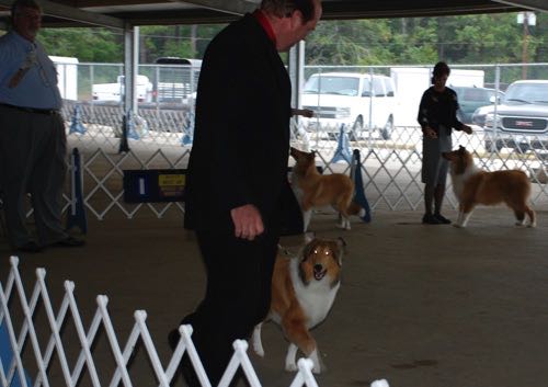 Ginger20091108HoneytreeDarkGingerDogShow24 - 2009-11-08 at 13-07-50_g8it26.jpg
